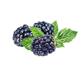 Wall Mural - Blackberry watercolor illustration isolated on white background