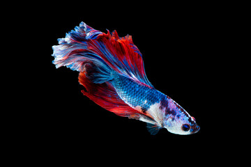 Wall Mural - Close up art movement of Betta fish or Siamese fighting fish isolated on black background