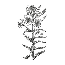 Hand-drawn Vector Image Of Medicinal Plant Evening Primrose. Black Outlines Of Oenothera Isolated On A White Background. Used In Traditional Medicine.