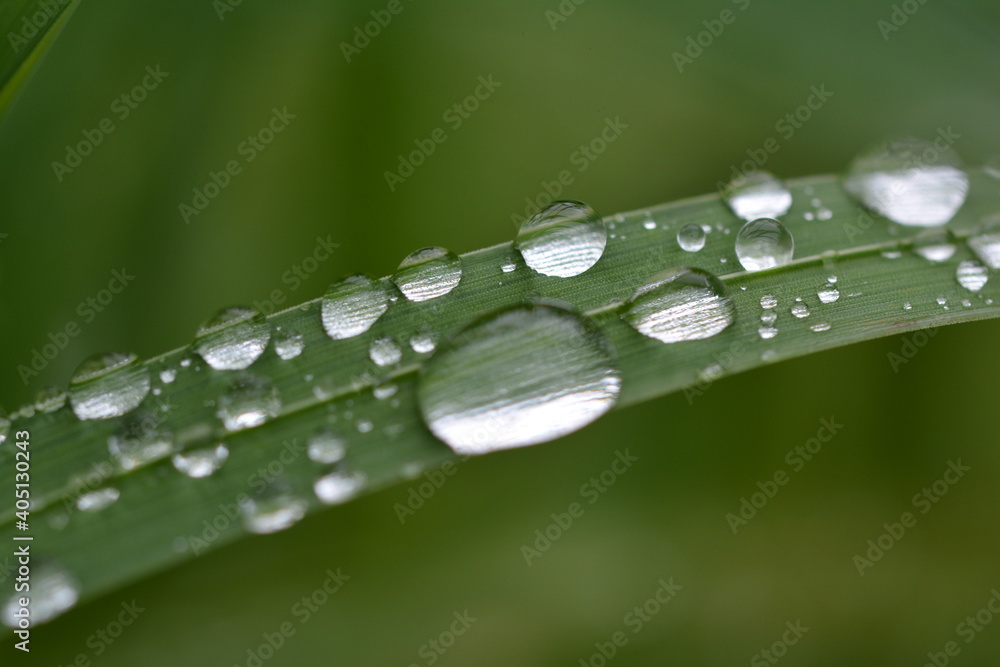 Close-up Of Raindrops On Green Leaves During Rainy Season - obrazy, fototapety, plakaty 