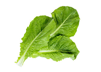 Top view of fresh raw green romaine lettuce leaves for salad isolated on white background.