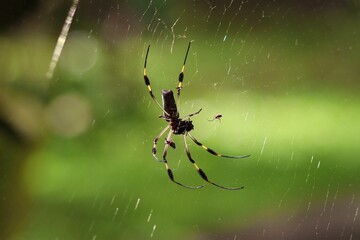 spider on the web