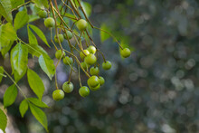Close-up Of Green Fruits Melia Azedarach Or Chinaberry Tree On Beautiful Bokeh Background.  Pride Of India, Persian Or Indian Lilac On  In Sochi City Park. Place For Text