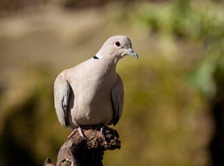 Wall Mural - Turkse Tortel, Eurasian Collared Dove, Streptopelia decaocto