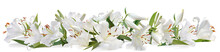 White Lily   Long