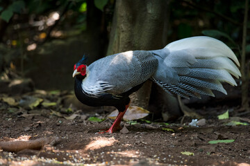 Sticker - The kalij pheasant (Lophura leucomelanos) is a pheasant found in forests.