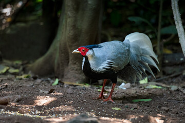 Sticker - The kalij pheasant (Lophura leucomelanos) is a pheasant found in forests.