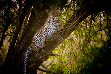 Leopard On A Tree In Kruger National Park