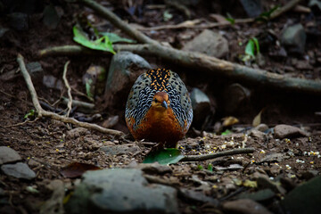 Sticker - Ferruginous Partridge searching for food on the ground in the jungle