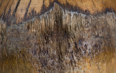 Wall Mural - rough weathered old ancient texture of brown wood surface with cracks