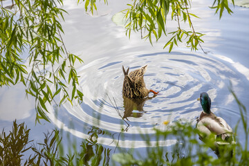 Wall Mural - The female mallard duck dives in the lake, the male closely watches her nearby.