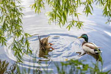 Wall Mural - The female mallard duck dives in the lake, the male closely watches her nearby.