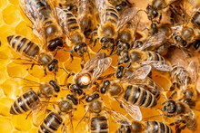 The Queen (apis Mellifera) Marked With Dot And Bee Workers Around Her - Bee Colony Life