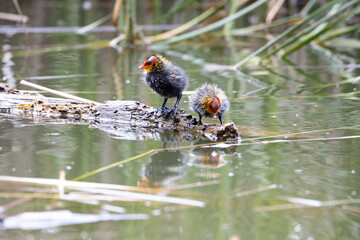 Wall Mural - Two nestling fulica atra stands on a log against the backdrop of a pond.