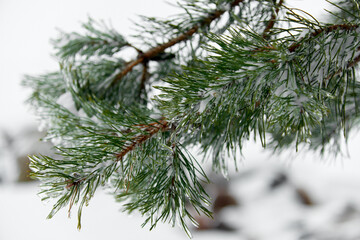 evergreen christmas or fir or spruce tree branch with fresh snow. christmas holidays, winter backgro