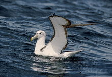 Shy Albatross, Witkapalbatros, Thalassarche Cauta