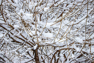 Snow on the tree branches. Winter View of trees covered with snow. The severity of the branches under the snow. Snowfall in nature