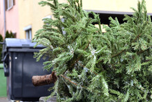 In Winter, After Christmas, There Is A Discarded Christmas Tree In Front Of A House And A Garbage Can In The Street