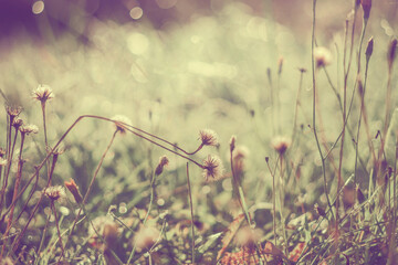 Aufkleber - Dandelion flowers in drops of morning dew. Morning scene with dandelions in vintage style