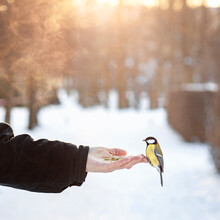 A Titmouse Sits On A Hand, A Bird Flew To A Man For Seeds In A Cold Winter, Feed The Birds In The Park