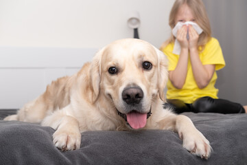 Wall Mural - A little girl in a yellow T-shirt sneezes into a napkin near the dog. Allergy to animals. Trending colors of 2021 gray and yellow