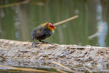 Wall Mural - One nestling fulica atra stands on a log against the backdrop of a pond.