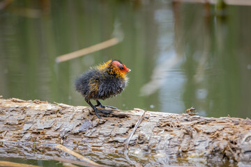 Wall Mural - One nestling fulica atra stands on a log against the backdrop of a pond.