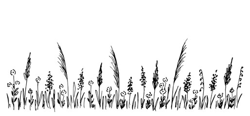Wall Mural - Hand-drawn simple vector sketch in black outline. Wild meadow grasses, wildflowers, spikelets, panicle inflorescences. Lawn, herbal plants, long banner.