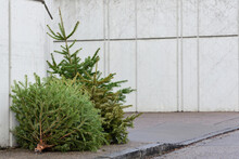 In Winter, After Christmas, There Are Three Used And Old Christmas Trees On The Street, Leaning Against A Concrete Wall That Forms A Background For Text.