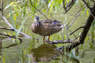 Wall Mural - A female mallard duck stands at the shore of a pond among the leaves.