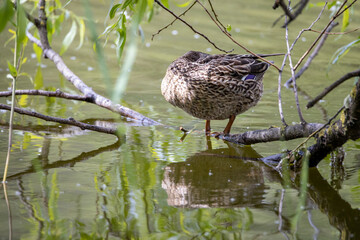 Wall Mural - A female mallard duck stands at the shore of a pond among the leaves.