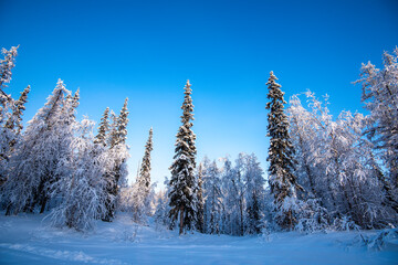 Wall Mural - snow covered trees