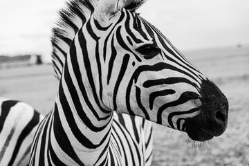 Wall Mural - Beautiful zebra horse profile looking side. Artistic creative poster style black and white horizontal composition. Wild nature theme. Adorable animal nature