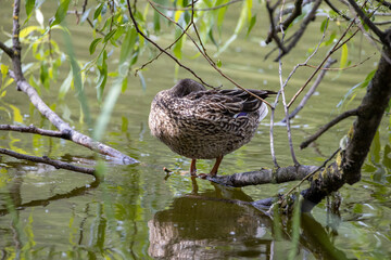 Wall Mural - A female mallard duck stands at the shore of a pond among the leaves.