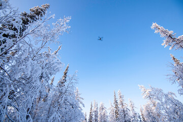 Wall Mural - snow covered trees in winter