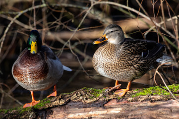 Closeup of cute male and female Mallard ducks (Anas platyrhynchos) in the Bow Park