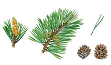 Realistic Botanic Illustration Of Scots Pine (Pinus Sylvestris) Tree With A Branch With Ripe Pollen Cones And A Branch With Cones, Mature Open Cones And Pine Needles. Hand Drawn Illustration. 