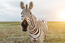 Adorable Zebra Portrait. Looking With Curiousity And Suspicion Carefully Examines Wondering . Beautiful Wild Nature Animal Close Up Face. Soft Light. Funny Zebra Muzzle Communicating.  Beautiful Face