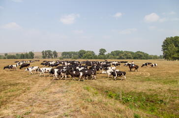 a herd of cows in a pasture