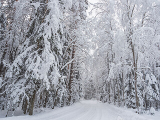 Wall Mural - Trees covered with a thick layer of fresh snow after heavy snowfall in the forest. Road in the forest