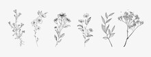 Set Of Wildflowers. Sketch Style.