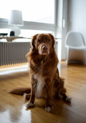 Wall Mural - Beautiful brown dog sitting in natural light 3