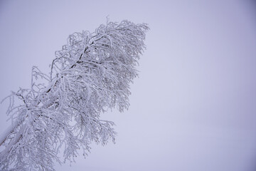 Wall Mural - tree branches