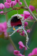 Wall Mural - the beautiful creobroter gemmatus mantis in the flower