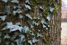 Closeup Shot Of Ivy Plant On A Mossy Tree Trunk