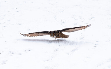 eurasian eagle owl (bubo bubo) during falconry training.