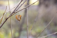 Focus On One Withered Leaf In Foreground Hanging On Defocused Empty Tree Branches On A Blurred Background In Winter. Copy Space. Close-up. Selective Focus.