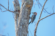 A Red-bellied Woodpecker (Melanerpes Carolinus) Excavating A Cavity In A Tree.