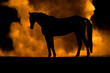 © PIC by Femke - Horse silhouette on orange smokey back ground