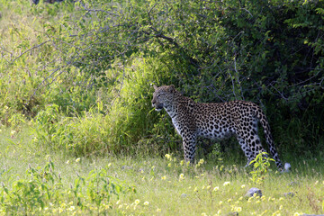 Wall Mural - Beautiful leopard in savanna on a sunny day in summer